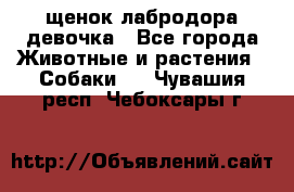 щенок лабродора девочка - Все города Животные и растения » Собаки   . Чувашия респ.,Чебоксары г.